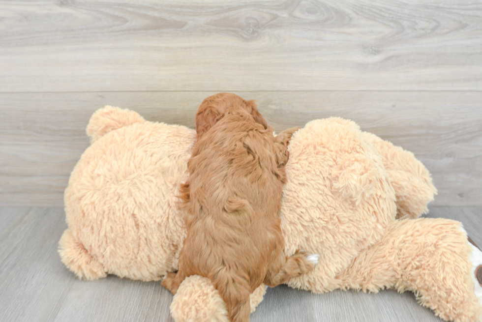 Hypoallergenic Golden Retriever Poodle Mix Puppy