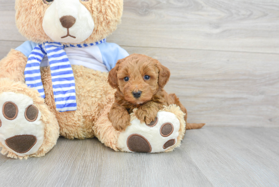 Fluffy Mini Goldendoodle Poodle Mix Pup