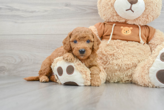 Cute Mini Goldendoodle Baby