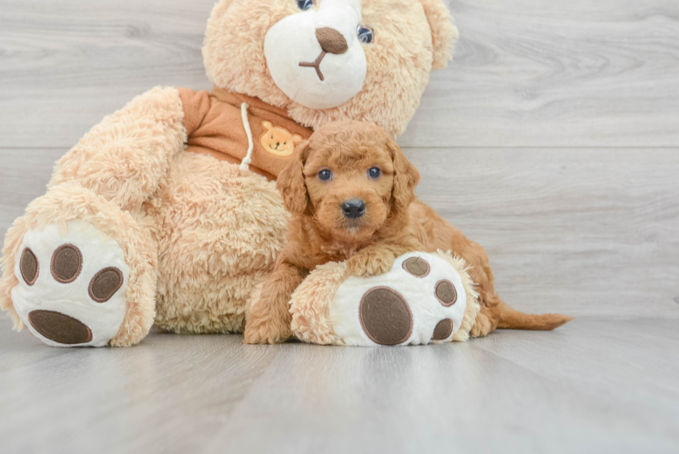 Happy Mini Goldendoodle Baby