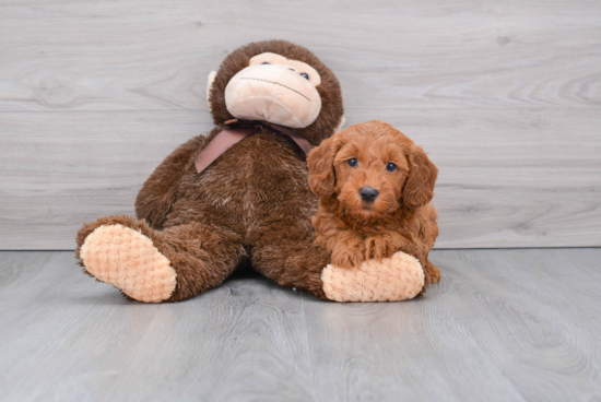 Small Mini Goldendoodle Baby