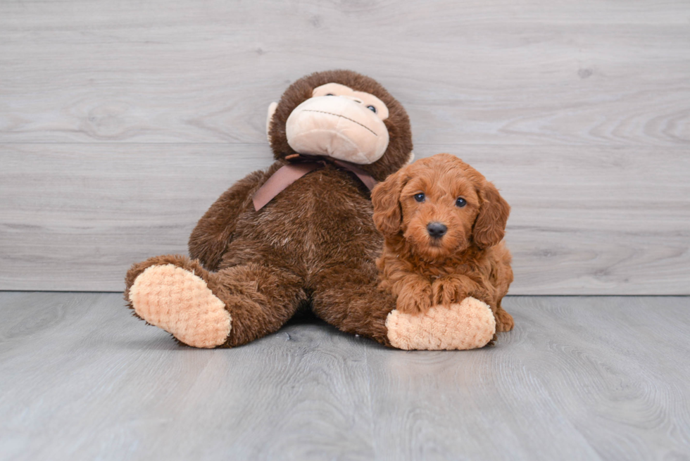 Best Mini Goldendoodle Baby