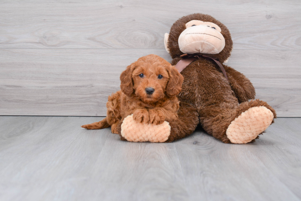 Funny Mini Goldendoodle Poodle Mix Pup