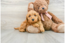 Petite Mini Goldendoodle Poodle Mix Pup