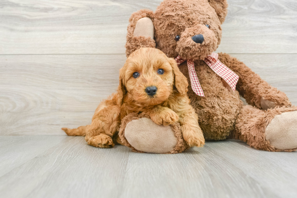 Petite Mini Goldendoodle Poodle Mix Pup