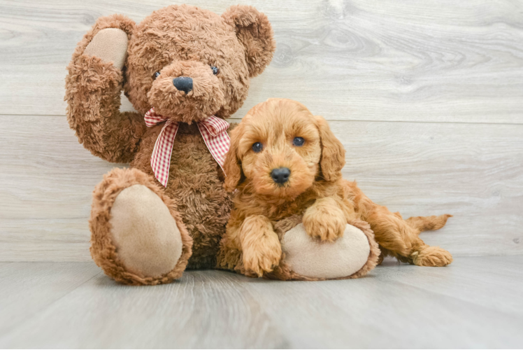 Mini Goldendoodle Puppy for Adoption