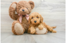 Mini Goldendoodle Puppy for Adoption