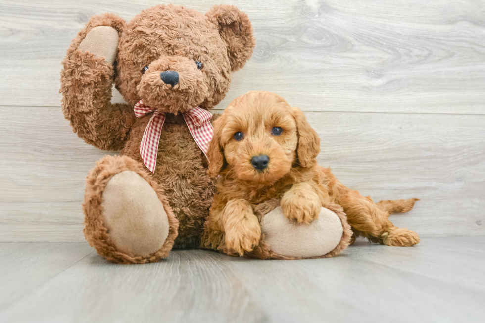 Mini Goldendoodle Puppy for Adoption