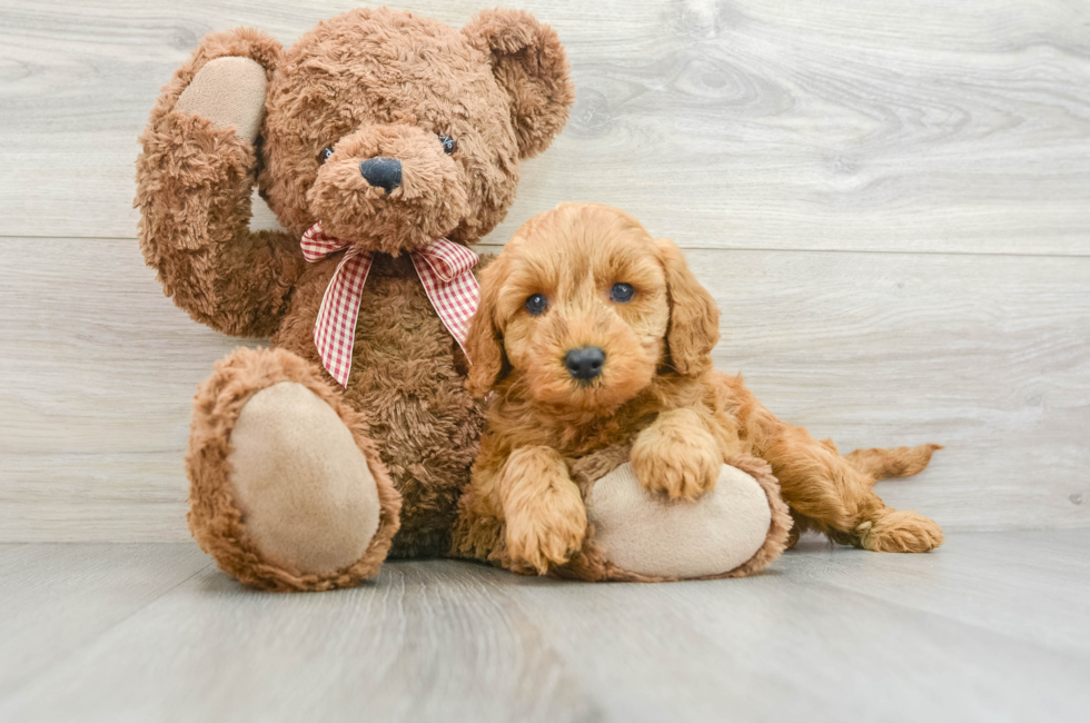 6 week old Mini Goldendoodle Puppy For Sale - Premier Pups