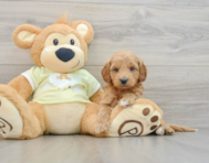 7 week old Mini Goldendoodle Puppy For Sale - Premier Pups