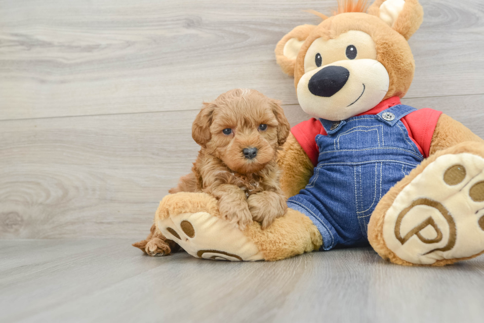 Hypoallergenic Mini Goldiepoo Poodle Mix Puppy