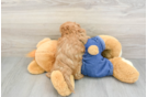 Best Mini Goldendoodle Baby