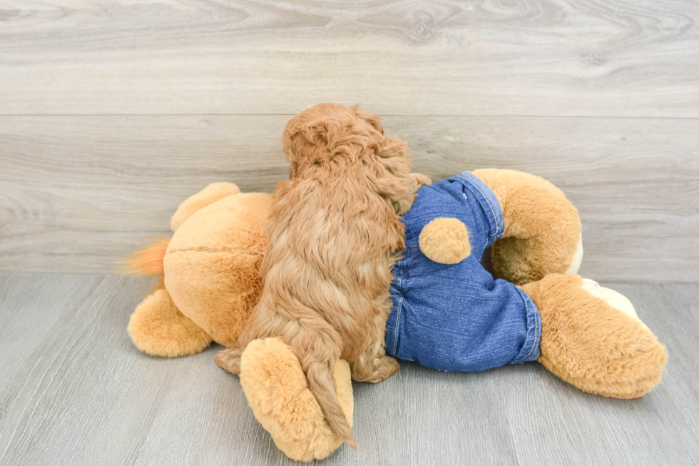 Best Mini Goldendoodle Baby