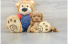 Mini Goldendoodle Puppy for Adoption