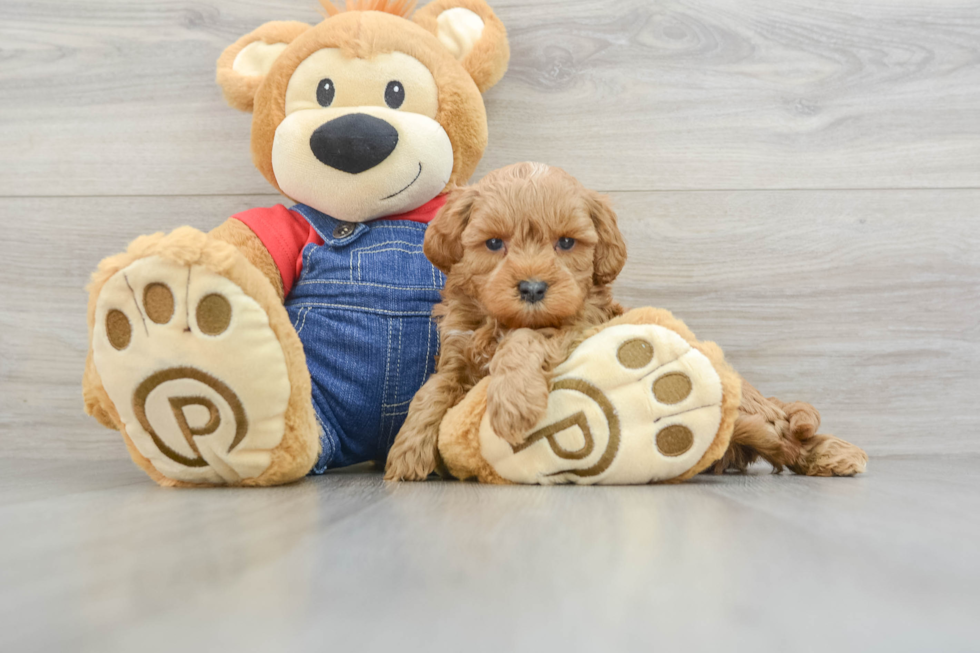 Mini Goldendoodle Puppy for Adoption