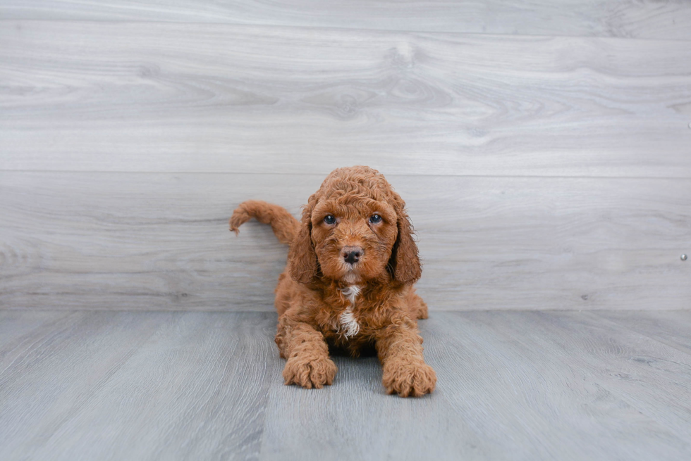 Best Mini Goldendoodle Baby