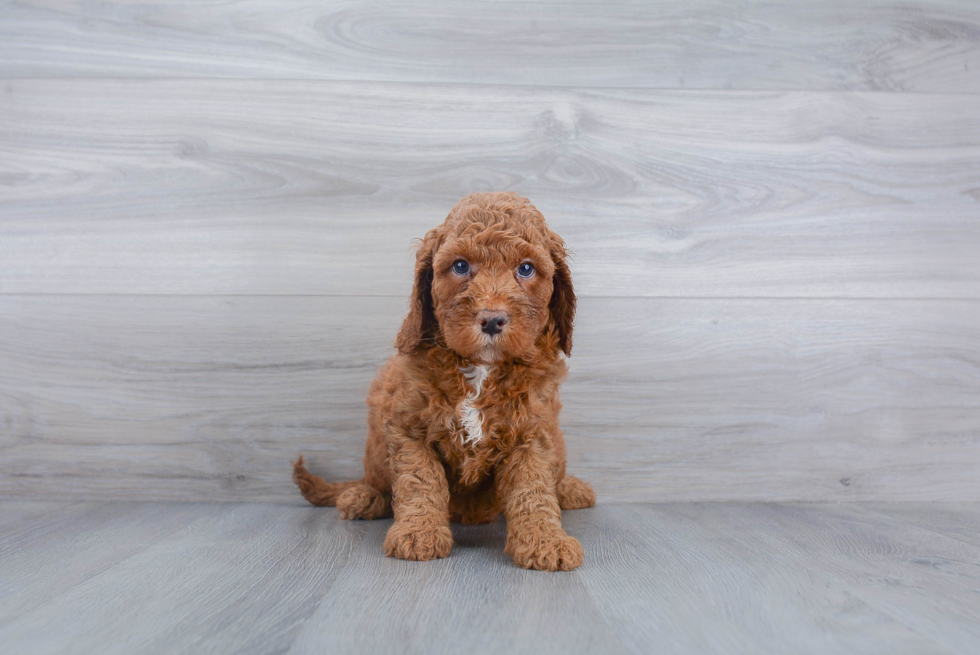 Petite Mini Goldendoodle Poodle Mix Pup