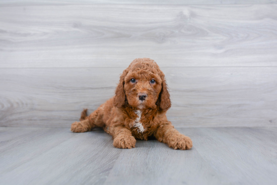 Funny Mini Goldendoodle Poodle Mix Pup