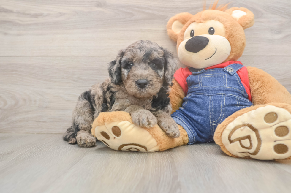 5 week old Mini Goldendoodle Puppy For Sale - Premier Pups
