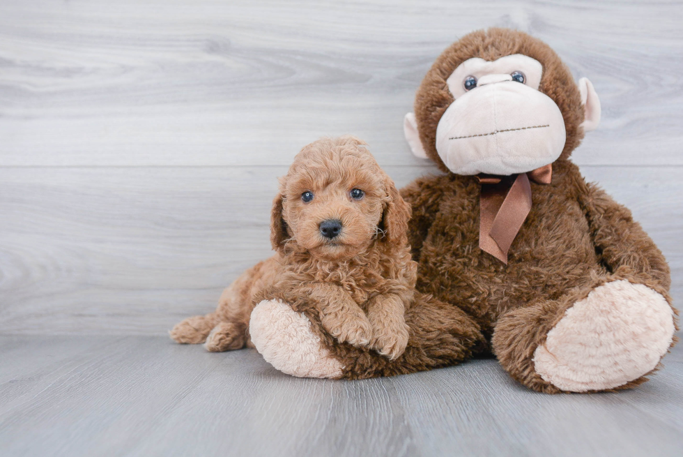 Petite Mini Goldendoodle Poodle Mix Pup