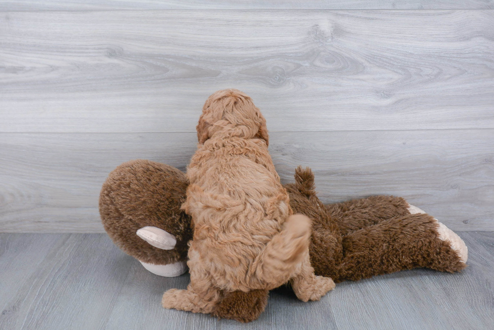 Mini Goldendoodle Pup Being Cute