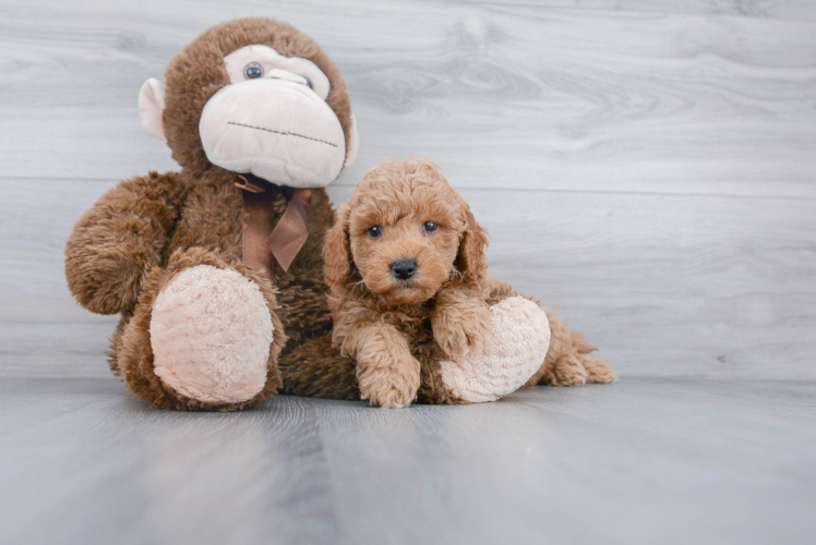 Best Mini Goldendoodle Baby