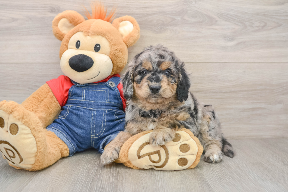 Cute Mini Goldendoodle Baby