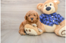Mini Goldendoodle Pup Being Cute