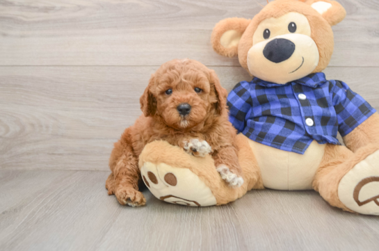 Mini Goldendoodle Pup Being Cute