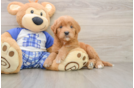 Mini Goldendoodle Pup Being Cute