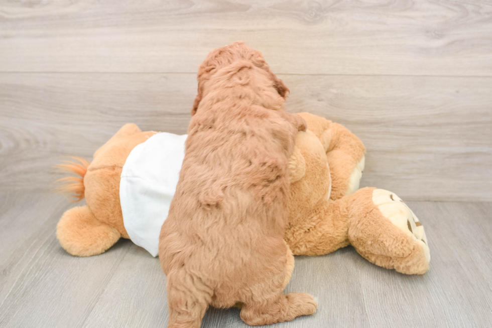Mini Goldendoodle Pup Being Cute