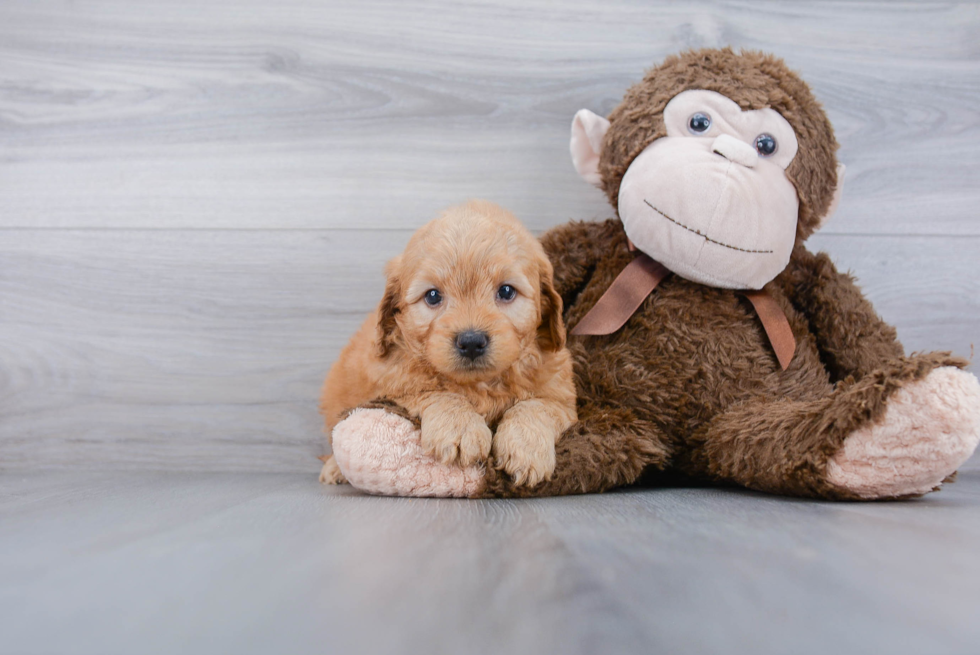 Little Golden Retriever Poodle Mix Puppy