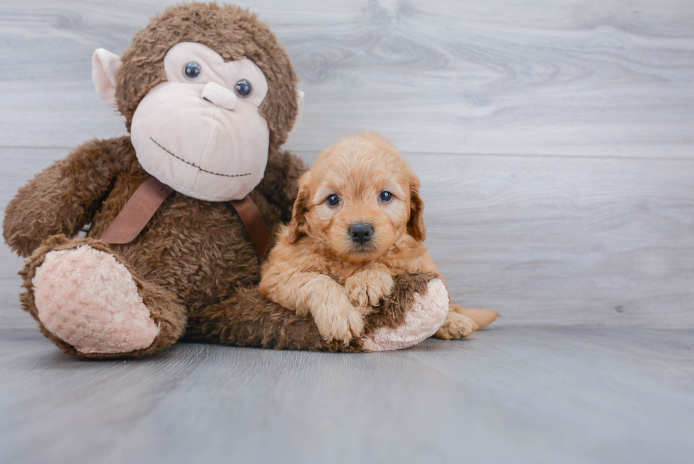 Best Mini Goldendoodle Baby