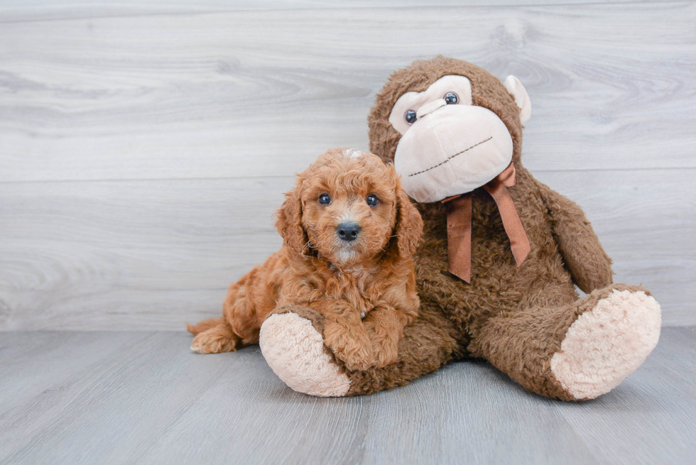 Mini Goldendoodle Pup Being Cute