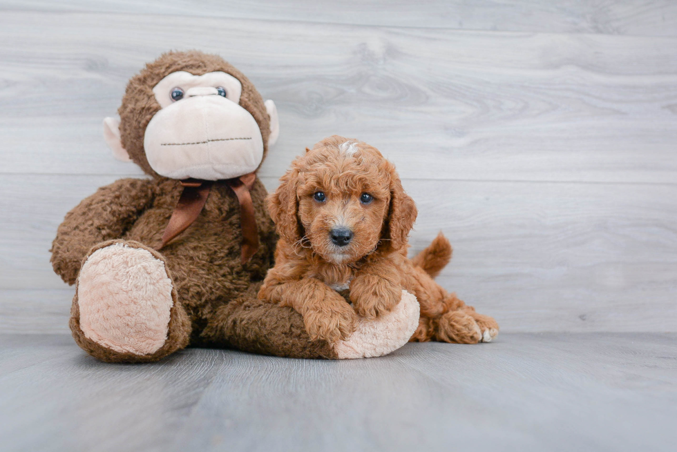 Mini Goldendoodle Puppy for Adoption