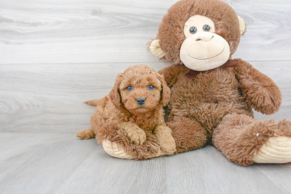 Popular Mini Goldendoodle Poodle Mix Pup