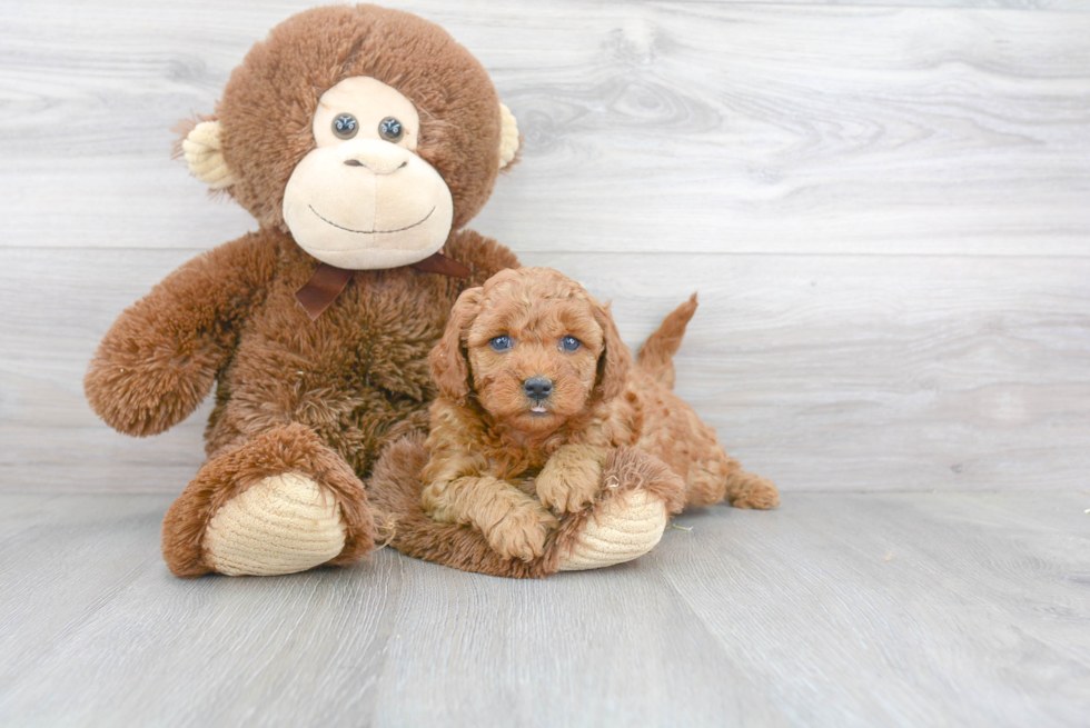 Mini Goldendoodle Puppy for Adoption