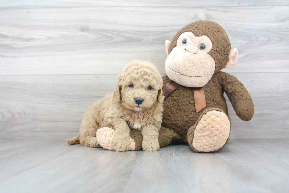 Playful Golden Retriever Poodle Mix Puppy