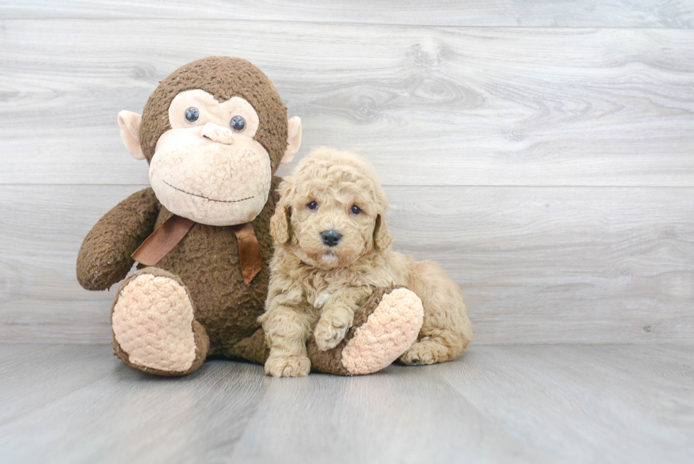 Playful Golden Retriever Poodle Mix Puppy