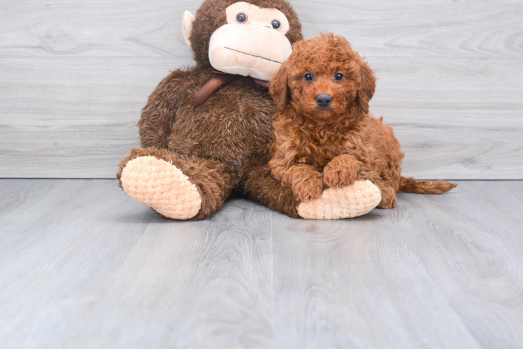 Adorable Golden Retriever Poodle Mix Puppy