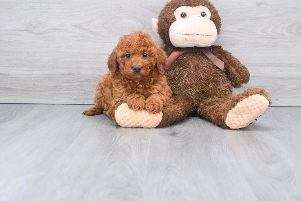 Playful Golden Retriever Poodle Mix Puppy