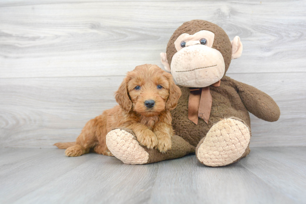 Funny Mini Goldendoodle Poodle Mix Pup