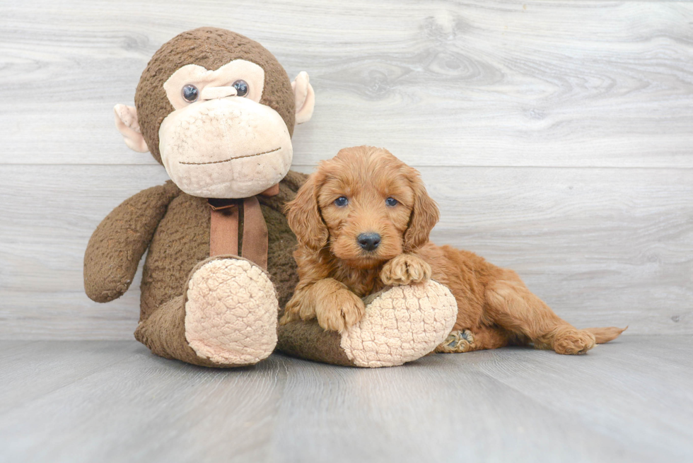 Happy Mini Goldendoodle Baby