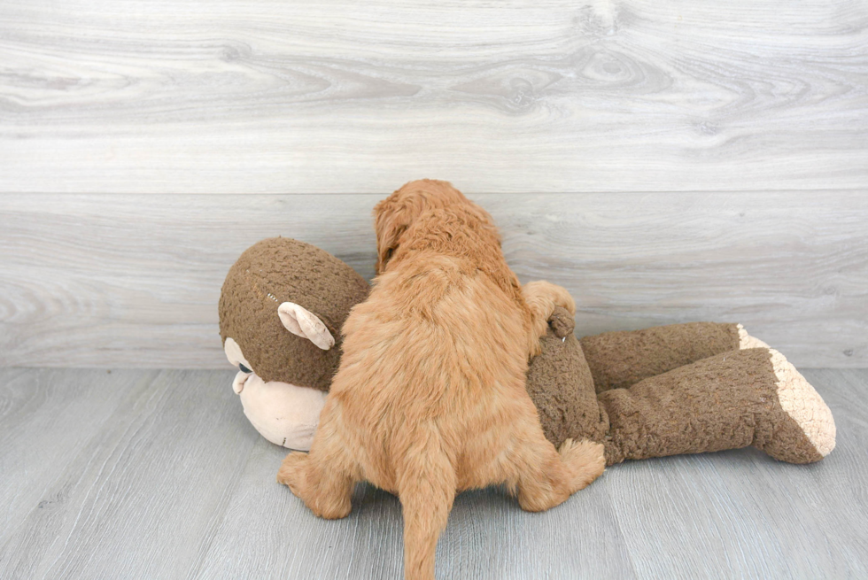 Hypoallergenic Golden Retriever Poodle Mix Puppy