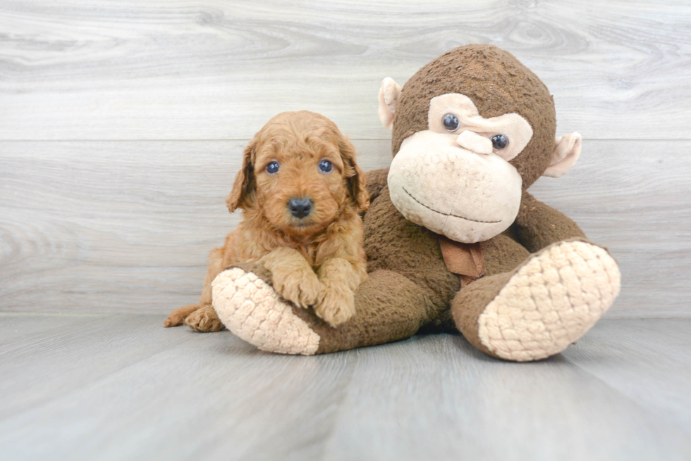 Best Mini Goldendoodle Baby