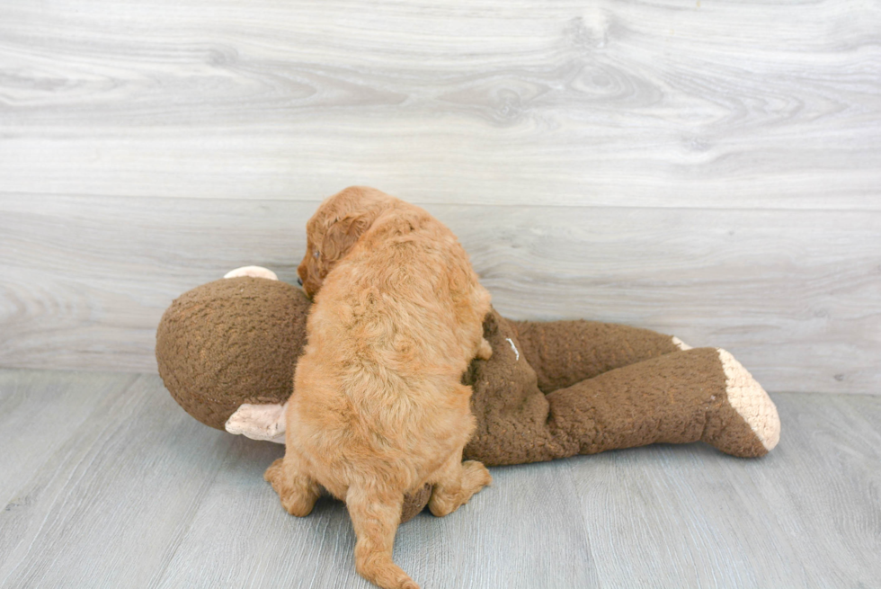 Best Mini Goldendoodle Baby