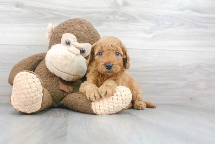Best Mini Goldendoodle Baby