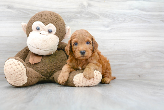 Adorable Golden Retriever Poodle Mix Puppy