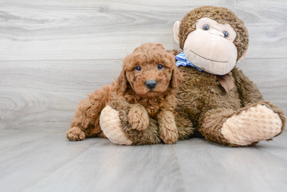 Energetic Golden Retriever Poodle Mix Puppy