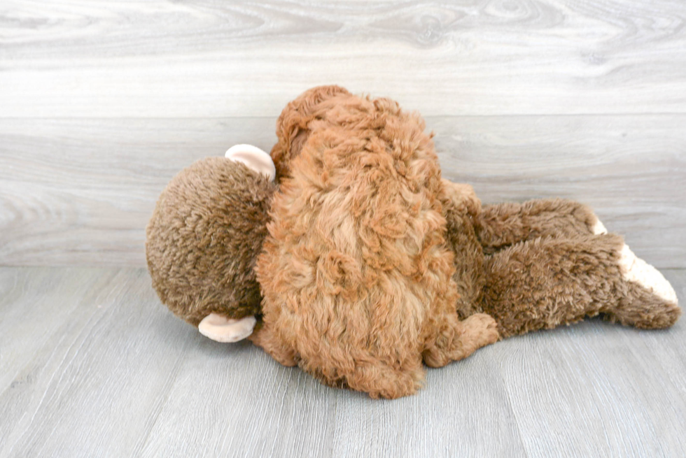 Mini Goldendoodle Pup Being Cute